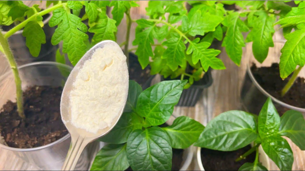 Обязательно Попробуйте! 1 Ложка под Любую Рассаду и Она растет Очень Толстая, Низкая и Коренастая смотреть онлайн