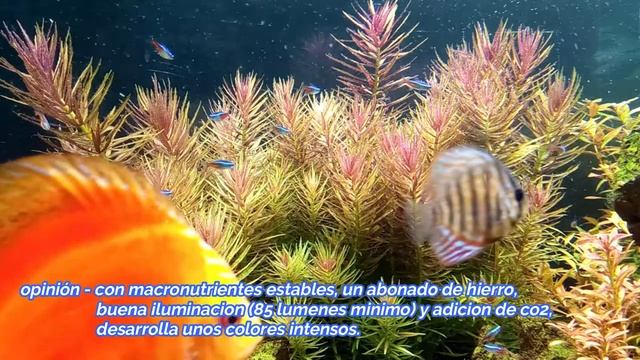 limnophila aromatica cuidados. смотреть онлайн