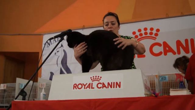 B*Arctic Bear Forest Beauty Of Big Paw*Ru (11 месяцев) смотреть онлайн