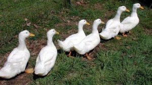 Пекинская утка описание породы