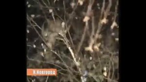 Видео прикол кот застрял на дереве