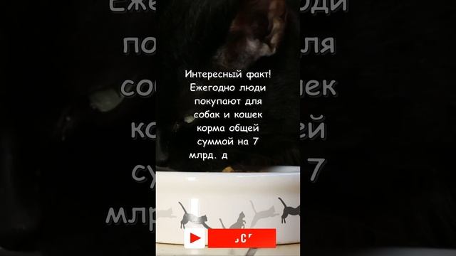 Удивительно, но факт (Корм для домашних животных) #shorts смотреть онлайн