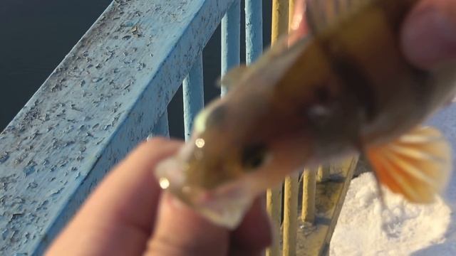 ТАЩИ ЕЕ, ДИМОН!!! С МЕНЯ БУТЫЛКА!!! РЫБАЛКА в ДЕРЕВНЕ с МОСТА на СПИННИНГ смотреть онлайн