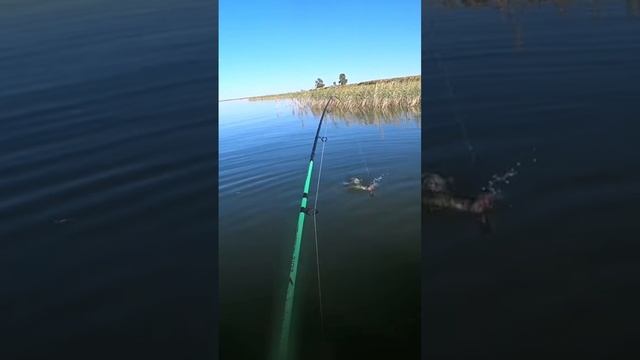 Щука подсела на блесну - Рыбалка - Fishing ??? смотреть онлайн