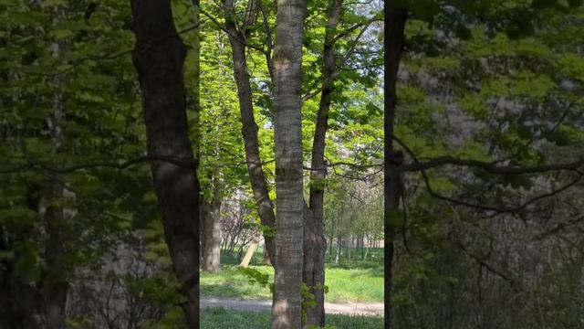 Попугай в парке "Солнечный остров ". Краснодар. смотреть онлайн