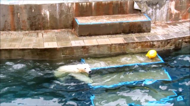 Веселье у медвежат (ч. 2). 30.10.19 г. смотреть онлайн