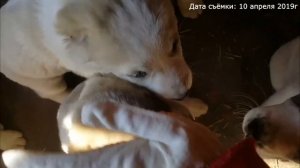 КОРМЛЮ 12 АЛАБАЕВ / КАК ЩЕНКИ РАДУЮТСЯ МОЕМУ ПРИХОДУ АЛАБАЙ / СКОЛЬКО КУШАЮТ ЩЕНКИ АЛАБАЯ