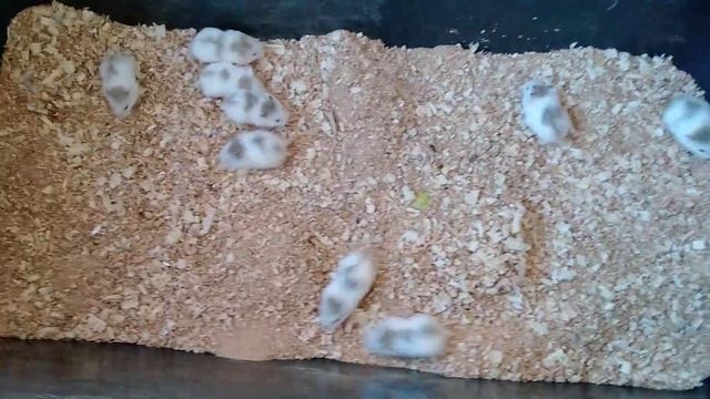 Хомячок Роборовского пятнистый агути. смотреть онлайн