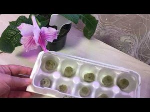 Посеяла семена в  пробки из минеральной ваты показываю РЕЗУЛЬТАТ