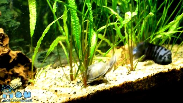 Лабео биколор / Epalzeorhynchos Bicolor