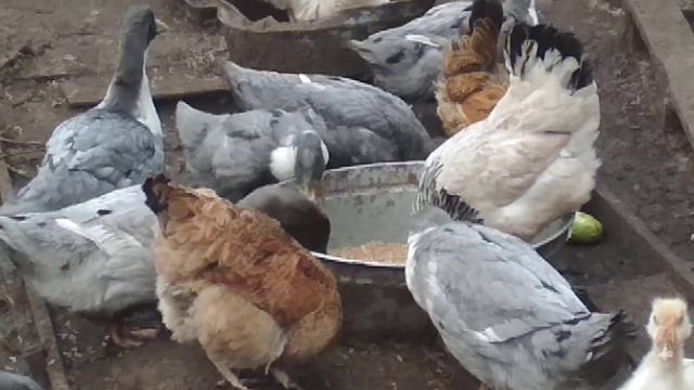 Вечернее кормление уток,гусей,кур смотреть онлайн