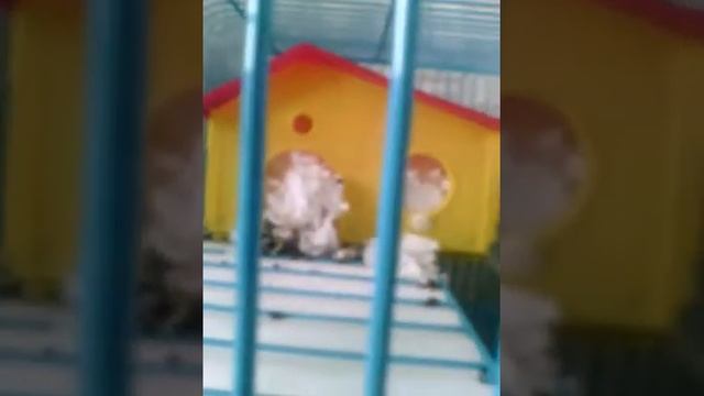 КЛЕТКА МОЕГО ХОМЯКА смотреть онлайн