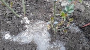 Первая подкормка роз ?Обязательная  обработка роз от болезней и вредителей ?