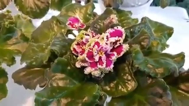 Выставка фиалок Харьков виртуально смотреть онлайн
