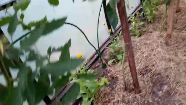 Ура первый томатик😄👍Цветы цветут.. Нам холод не почём ✌️ смотреть онлайн