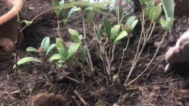 Скімія Rubella смотреть онлайн