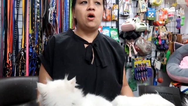 CHEAP DOGS AND CAT MARKET | WHOLESALE RETAIL | DOGS AND CATS IN CHEAP PRICE WITH PHONENUMBER смотреть онлайн