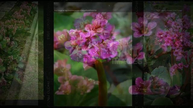 Бадан сердцелистный (Bergenia cordifolia) смотреть онлайн