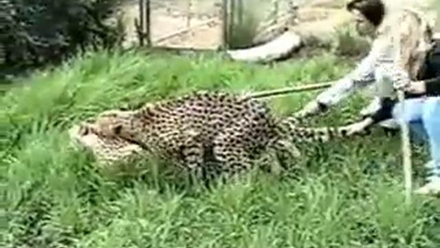 cheetah mating short смотреть онлайн