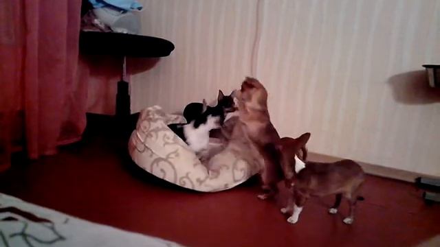Собачьи бои. Чихуахуа смотреть онлайн