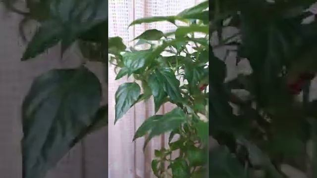 Острый перец Табаско, Tabasco. на окно и в грунт