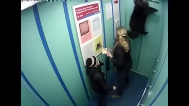 Пёс чуть не повесился в лифте смотреть онлайн