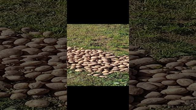 урожай! картошка