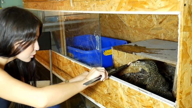 КОРМЛЕНИЕ ДОМАШНИХ ДРАКОНОВ. Креветки для варанов в террариуме смотреть онлайн