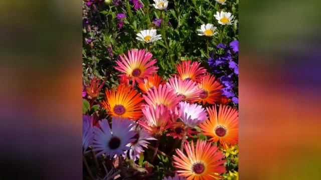 ДОРОТЕАНТУС DOROTHEANTHUS