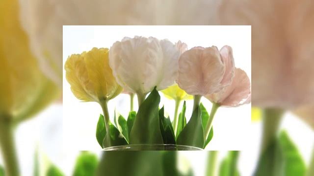 Розыгрыш!!!Видео-урок ,,Тюльпаны из холодного фарфора,, +,.Роза из холодного фарфора,,