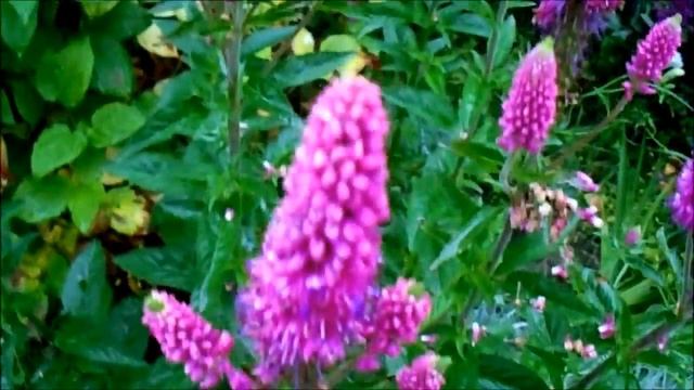 ЭТО ВАШ ЦВЕТОК: ВЕРОНИКА В ДИЗАЙНЕ САДА смотреть онлайн