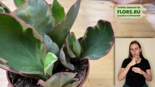 Пеперомия Клузифолия Джелли { СУРДОПЕРЕВОД } яркий неприхотливый суккулент | Как ухаживать смотреть онлайн
