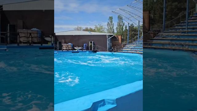 Архипо-Осиповка 21 апреля 2024 года ⛅ Дельфинарий 🐬 Видео: @andreimakovozov смотреть онлайн