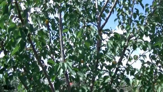 Абрикос в средней полосе (Черноземье) смотреть онлайн