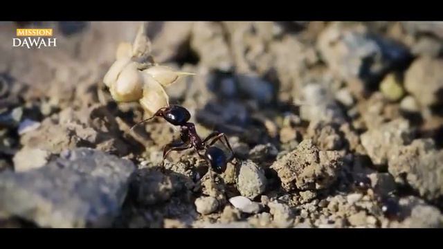 ЭТО ЧУДО КОРАНА УДИВИЛО УЧЕНЫХ ЗООЛОГОВ #islam #muslim #allah смотреть онлайн