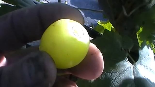 Сорт винограда Ладушка - сезон 2015 смотреть онлайн