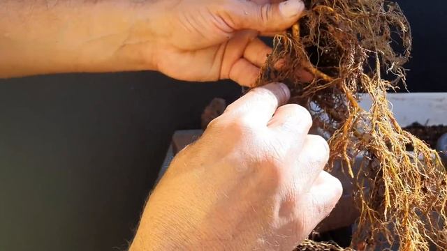 BONSAI APARTIR DE ESTACA - Ficus Retusa. смотреть онлайн