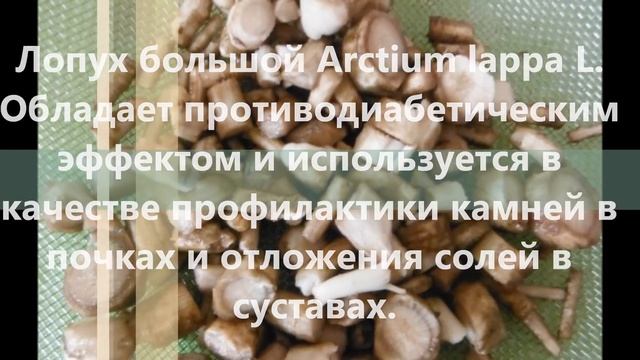 Лесные летние травы. Дикорастущие съедобные и лекарственные растения и грибы. смотреть онлайн