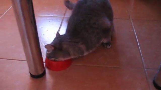 Кошки тоже любят кофе. смотреть онлайн