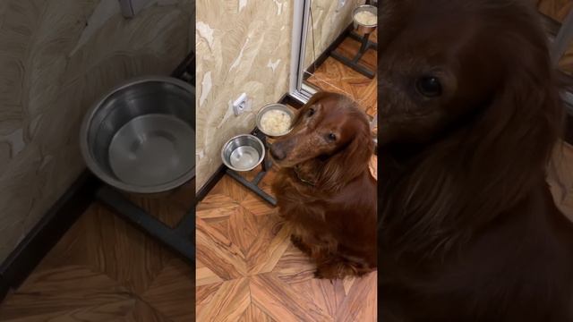 Дрессировка собак. Выдержка. Воспитание