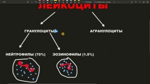 ЛЕЙКОЦИТЫ классификация виды типы функции