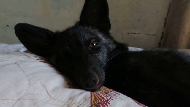 Когда всю ночь отжигал. Лис Локи.