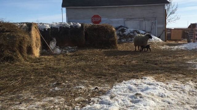 Канадский фермер - 72 смотреть онлайн
