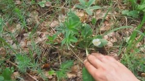 Лапчатка белая- лучшее средство для щитовидки!