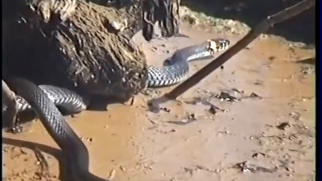 Зоология. Пресмыкающиеся. Уж. Движение.Урок зоологии смотреть онлайн