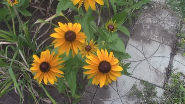 Выращивание рудбекии Гном из семян до цветения.mp4 смотреть онлайн