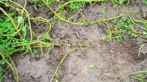 Супер гигантская картошка "Белый лебедь"