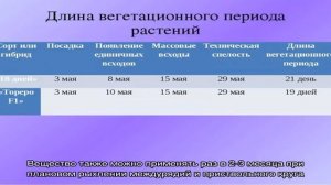 Чем хороша зола для смородины и как её применять с максимальной пользой