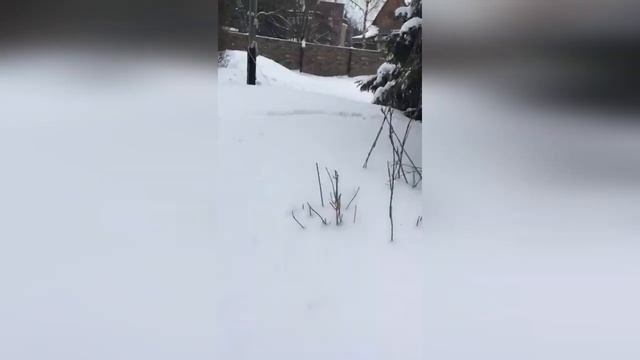 КОТ НА ДАЧЕ УТОНУЛ В СУГРОБАХ ... БУКСУЕТ И ЗОВЕТ НА ПОМОЩЬ !!! ???? ??? СПАСЕНИЕ КОТА ??? смотреть онлайн