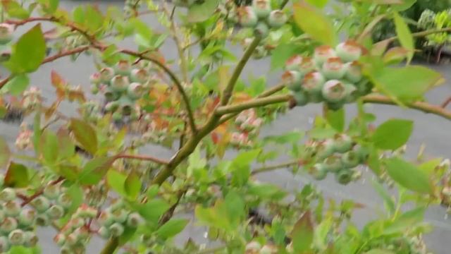 Ягоды ГОЛУБИКИ Будут Крупные и Вкусные Если Сделать Это! смотреть онлайн